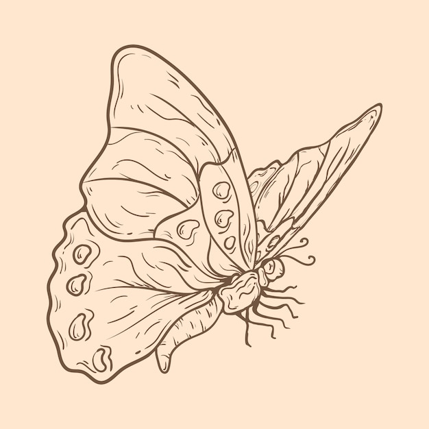 Linda ilustração de contorno de borboleta