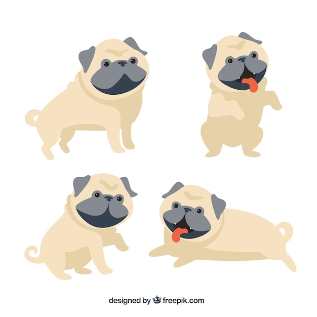 Linda variedade de pugs adoráveis