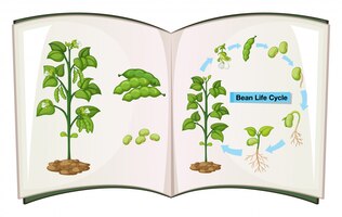 Vetor grátis livro do ciclo de vida do feijão
