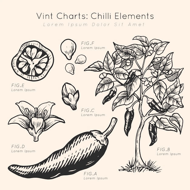 Mão de elementos de pimenta gráficos vint desenhada