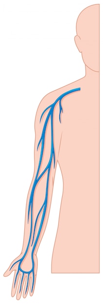 Vetor grátis mão de vasos sanguíneos no corpo humano