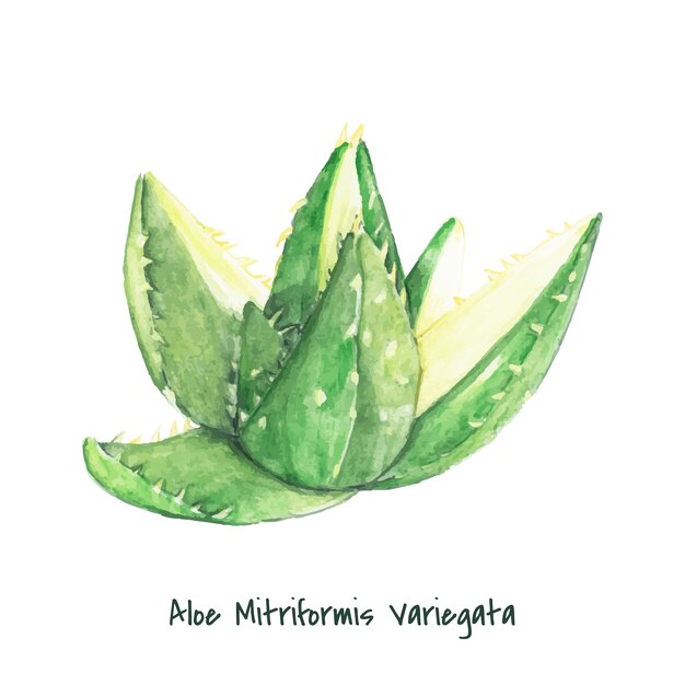 Mão desenhada aloe mitriformis variegata