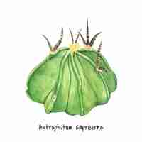 Vetor grátis mão desenhada astrophytum capricorne cabra