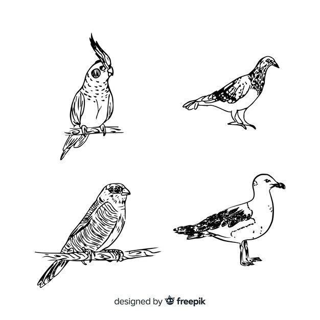 Mão desenhada coleção de aves exóticas