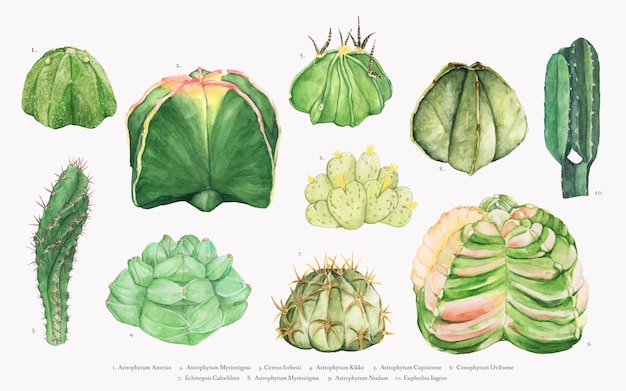 Mão desenhada coleção de cactos astrophytum