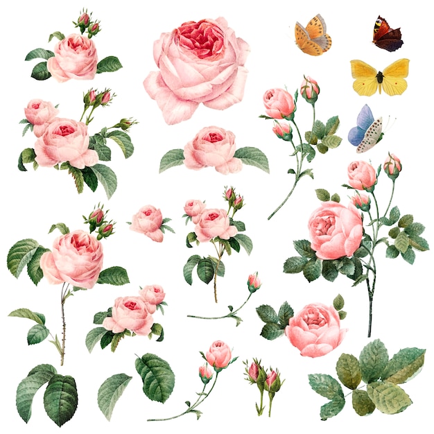 Vetor grátis mão desenhada coleção rosas cor de rosa