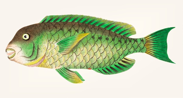 Mão desenhada Cretan Scarus