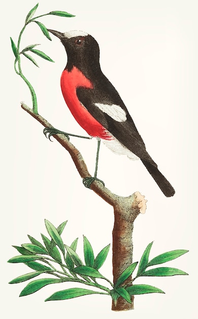 Vetor grátis mão desenhada de flycatcher