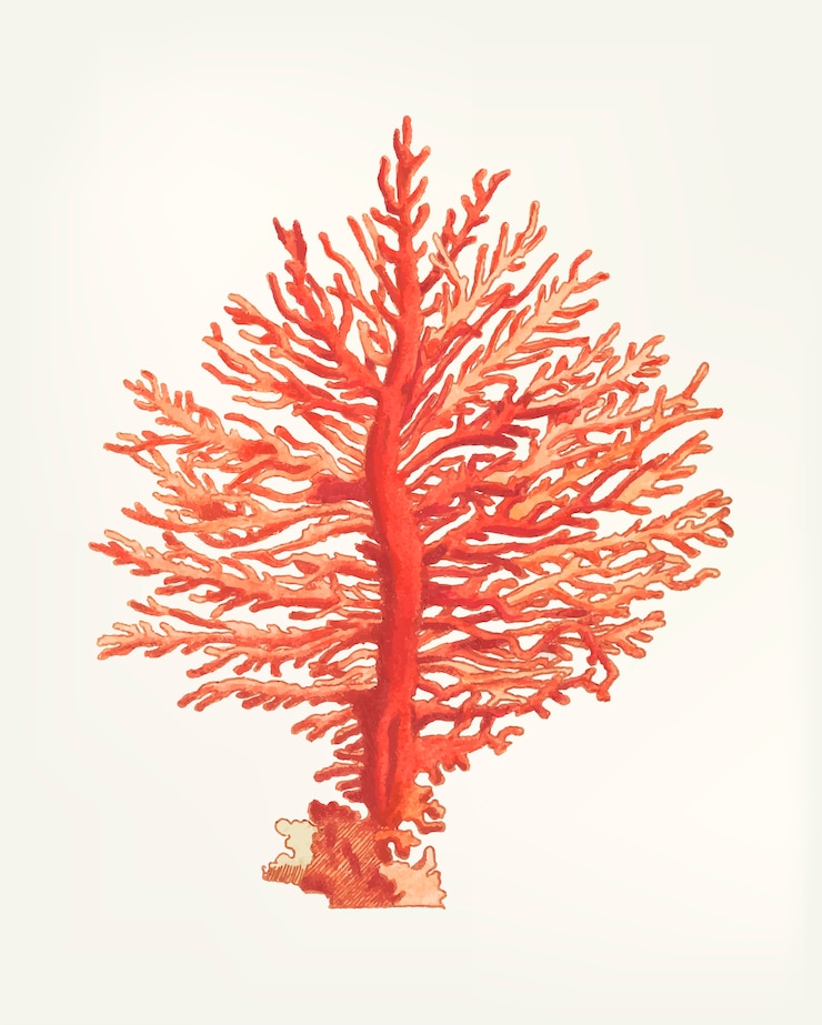 Vetor grátis mão desenhada de gorgonia pinada