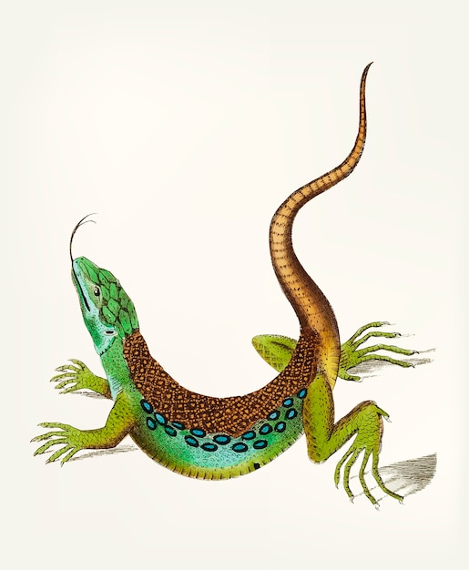 Mão desenhada de grande lagarto malhado