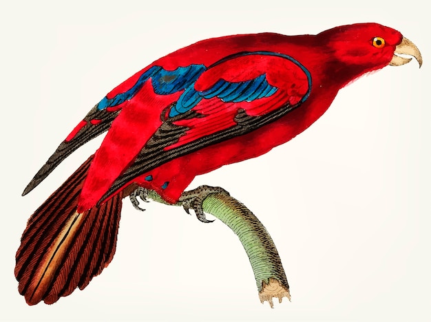 Vetor grátis mão desenhada de lory com ponta azul