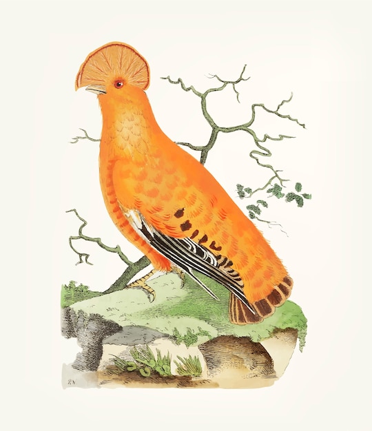 Mão desenhada de manakin