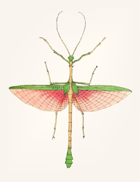 Mão desenhada de mantis de duas espinhos