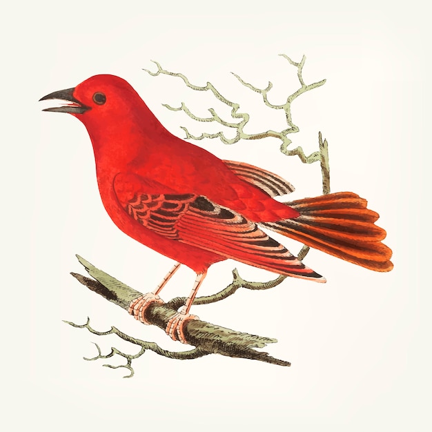 Mão desenhada de mississippi tanager