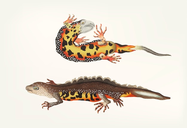 Mão desenhada de newt