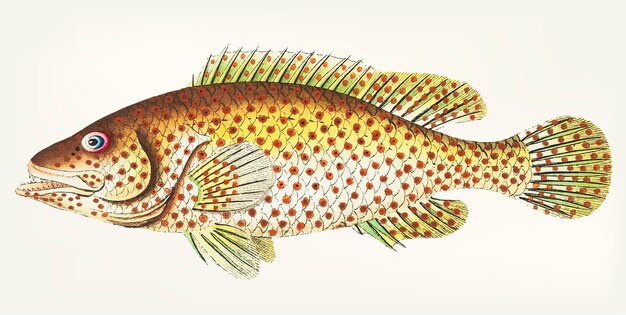 Mão desenhada de poleiro vermelho-manchado