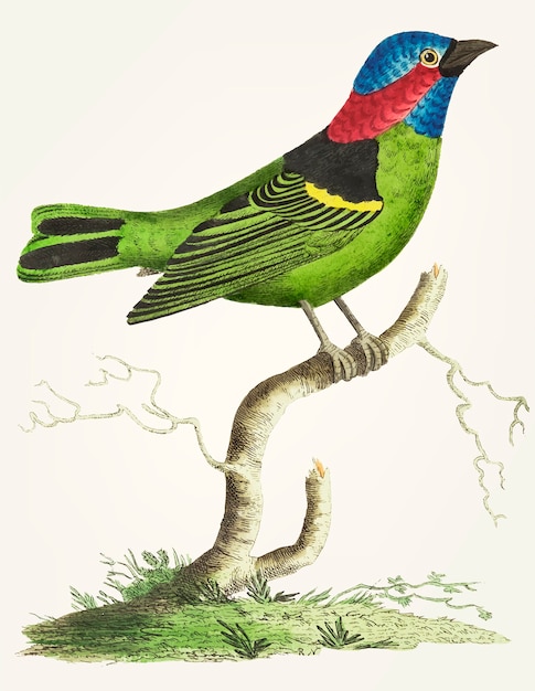 Mão desenhada de tanager verde