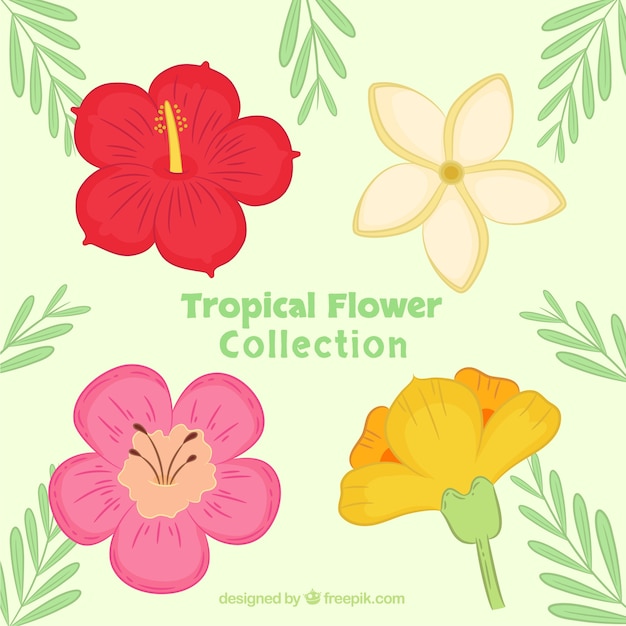 Vetor grátis mão desenhada flor tropical pack de quatro