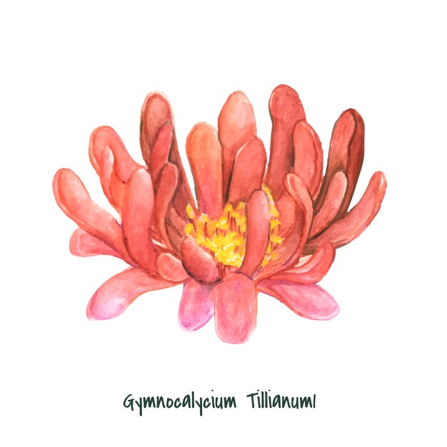 Mão desenhada ginnocalycium tillianum cacto