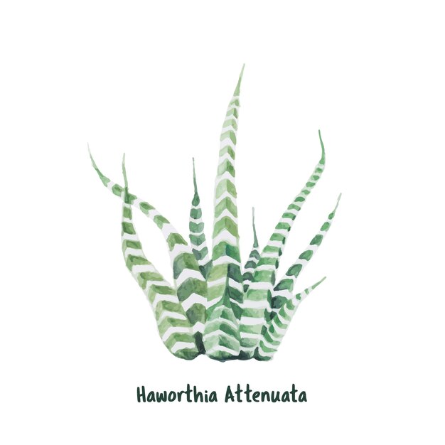 Mão desenhada haworthia attenuata zebra Plant