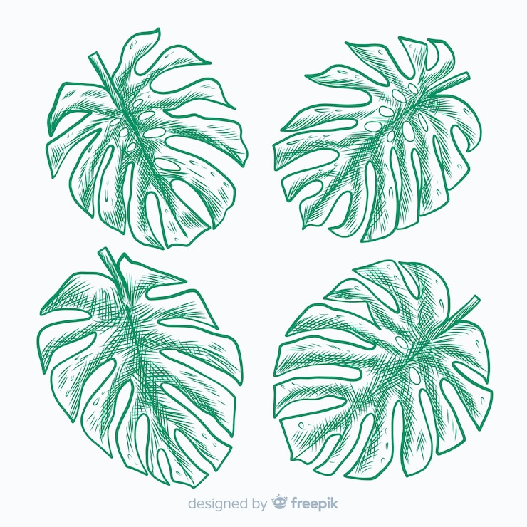 Vetor grátis mão desenhada monstera deixa