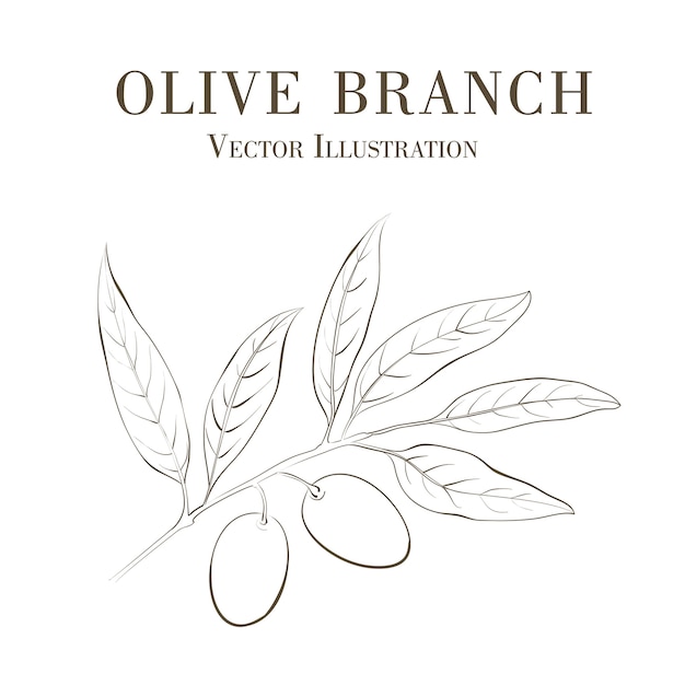 Mão desenhada ramo de oliveira.