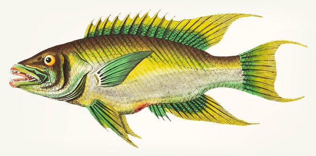 Mão desenhada Sparus falcated