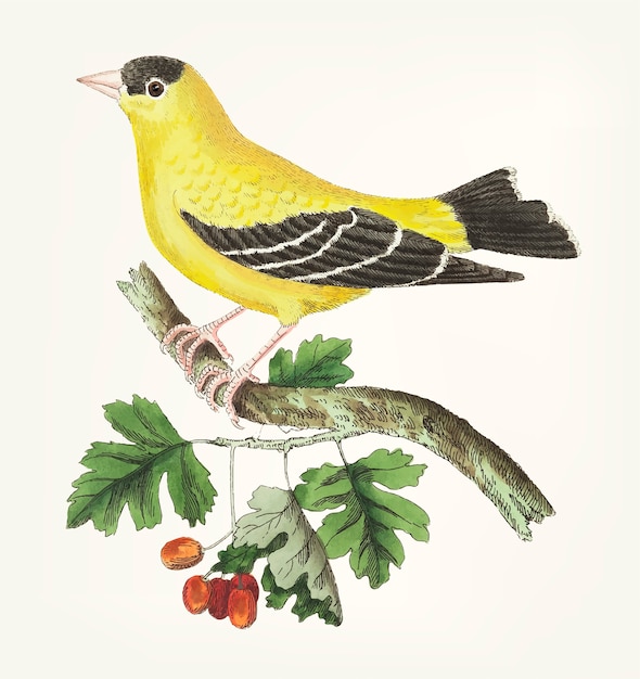 Vetor grátis mão, desenhado, de, dourado, finch