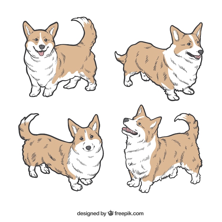 Vetor grátis marrom bonito e cão branco