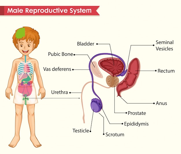 Medicina científica do sistema reprodutor masculino