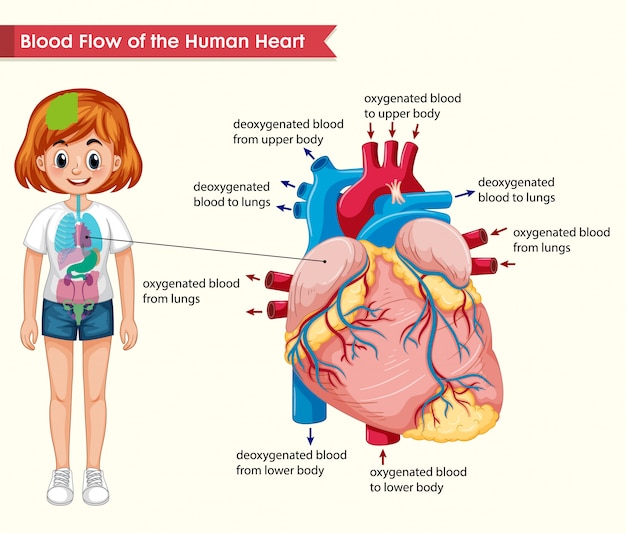 Vetor grátis médico científico do fluxo de sangue do coração humano