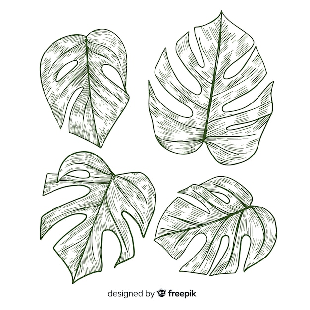 Monstera incolor deixa pacote