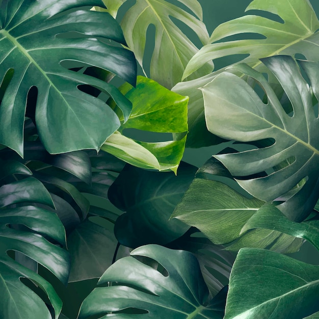 Monstera verde deixa recurso de design de plano de fundo