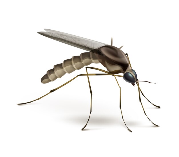 Mosquito vetorial close-up vista lateral isolada no fundo branco