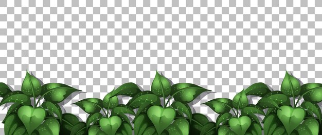 Natureza verde deixa quadro de fundo transparente