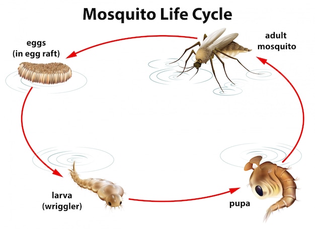 Vetor grátis o ciclo de vida de um mosquito