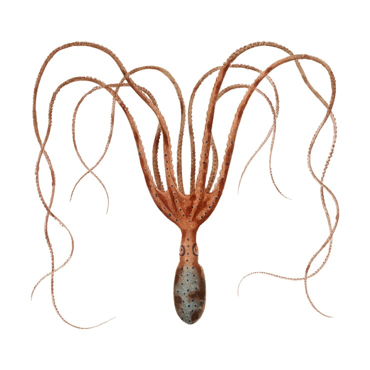 Vetor grátis o polvo comum (octopus vulgaris) ilustrado por charles dessalines d orbigny