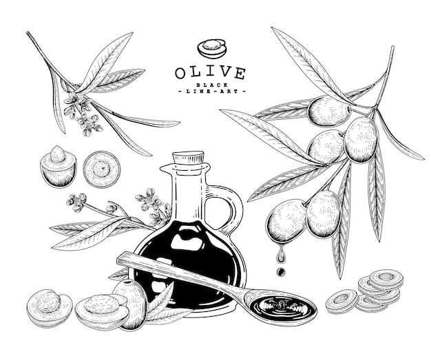 Olive mão desenhada ilustrações botânicas.