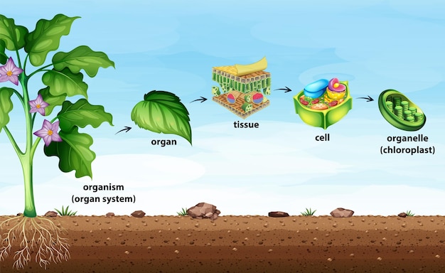 Vetor grátis organização celular em plantas