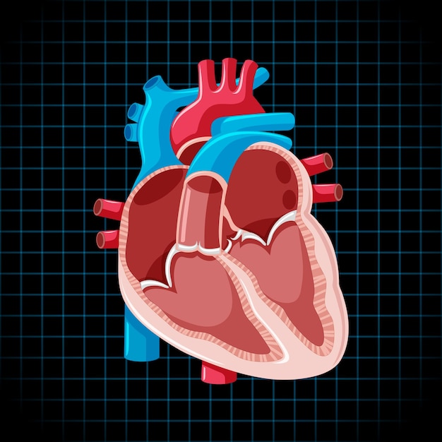 Vetor grátis Órgão interno humano com coração