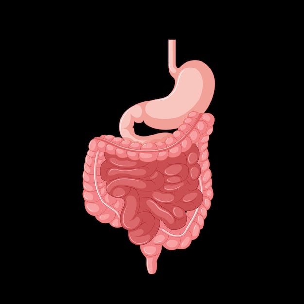 Vetor grátis Órgão interno humano com intestino
