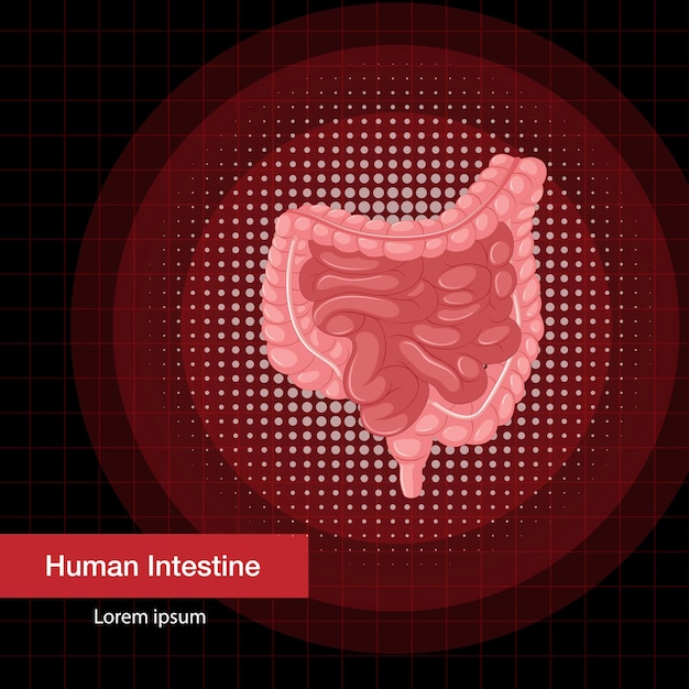 Órgão interno humano com intestino