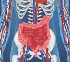 Vetor grátis Órgão interno humano com intestino