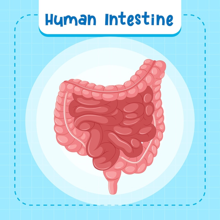 Vetor grátis órgão interno humano com intestino