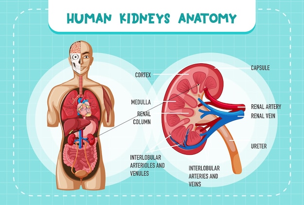 Órgão interno humano com rim