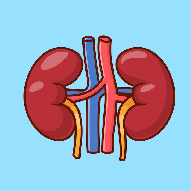 Vetor grátis Órgão renal humano vector de desenho animado ícone ilustração educação ícone de objeto vector plano isolado