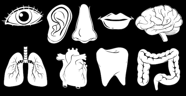 Vetor grátis Órgãos diferentes