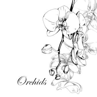 Orquídeas. esboço desenhado. modelo para um cartão postal, convites, cartões de aniversário. vetor.
