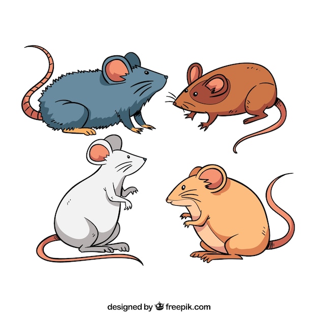 Os ratos criam coleções de quatro