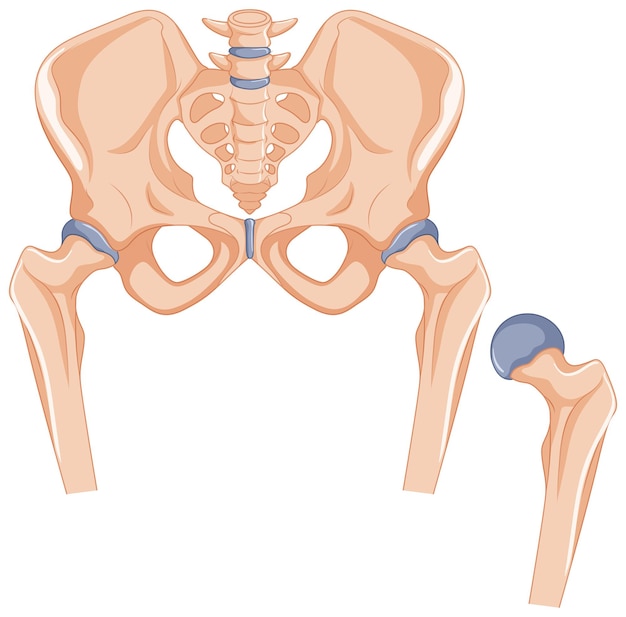 Vetor grátis ossos do quadril no corpo humano